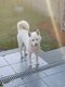 A donner shihba inu