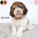 Lagotto Romagnolo, chiots joyeux et joueurs à...