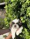 Chiots Shih-tzu