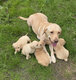 Magnifiques chiots Labrador Retriever