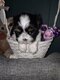 Shi tzu du domaine de mémé