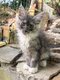 Adorables bébés Maine coon