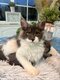 Adorables bébés Maine coon
