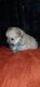 Adorable chiot Loulou Poméranie