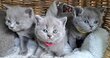 Chatons british shorthair