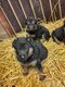 Chiots bergers allemands
