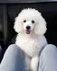 Caniche toy femelle blanche 4 mois