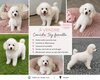 Caniche toy femelle blanche 4 mois