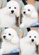 Caniche toy male blanc 4 mois