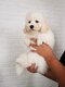 Caniche toy male blanc 4 mois