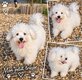 Caniche toy male blanc 4 mois