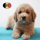 Chiots Goldendoodle, 2 races réunies en un...