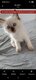 4 chatons à adopter
