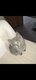 4 chatons à adopter