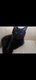 1 chaton à adopter adorable et calin