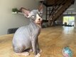 Chaton sphynx avec pédigrée, parents testés cmh