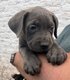 Chiots Cane corso