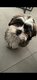 Femelle Shih tzu