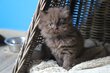 British longhair