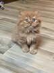 British longhair