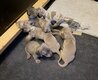 Chiots teckels nains poils ras