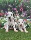 Chiots dalmatiens