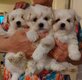 Bichons maltais nain