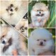 Chiots minis Pomerians