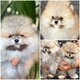 Chiots minis Pomerians