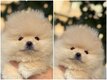 Chiots minis Pomerians