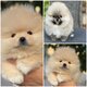 Chiots minis Pomerians