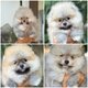 Chiots minis Pomerians