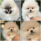 Chiots minis Pomerians