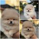 Chiots minis Pomerians