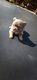 Superbes chiots chihuahua