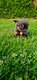 Superbes chiots chihuahua