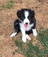 Chiots border collie