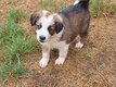 Chiots border collie