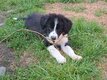 Chiots border collie