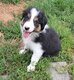 Chiots border collie 1 mâle et 1 femelle