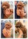 Magnfiques chiots caniche teacup toy dispo de...