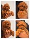 Magnfiques chiots caniche teacup toy dispo de...