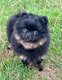 Belle petite spitz black/tan