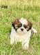 Superbes shih-tzu