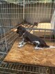 Vendre chiots Springer Spaniel