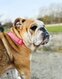 Bouledogue anglais