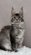 Chatonnes maine coon avec pedigré, disponibles...