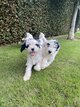 Terrier tibétain