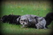 Chiots Boomer (Bichon mix)