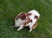 Superbe chihuahua FCI